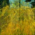 Forsythia II